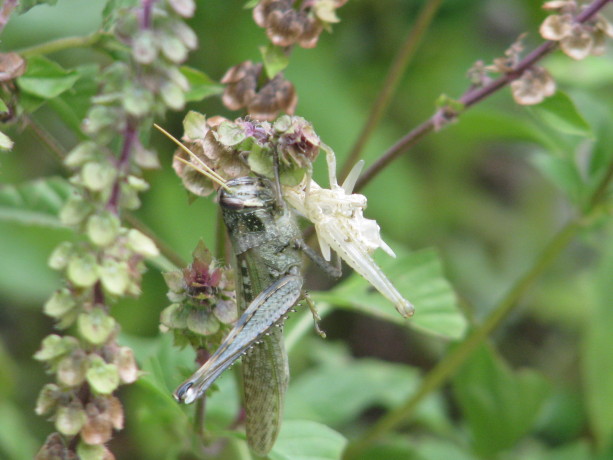 Grasshopper freshly out of last instar.