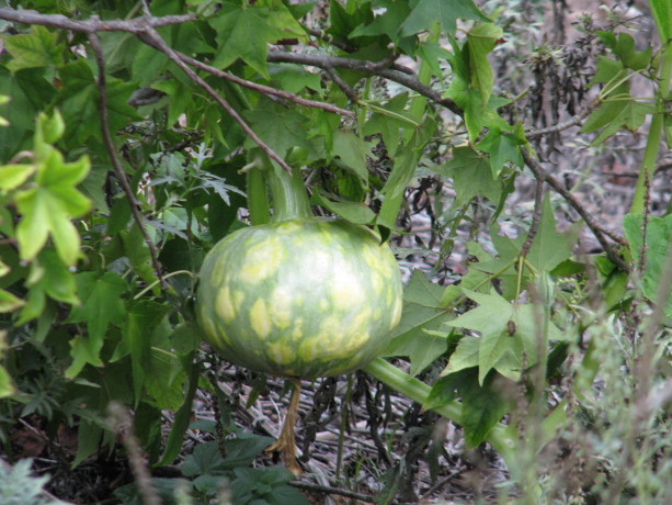 A gourd in a liquidamber.