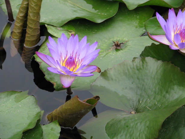 Purple water lilies in the pond.
