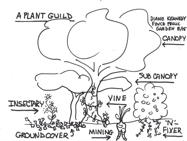 What makes up a plant guild.