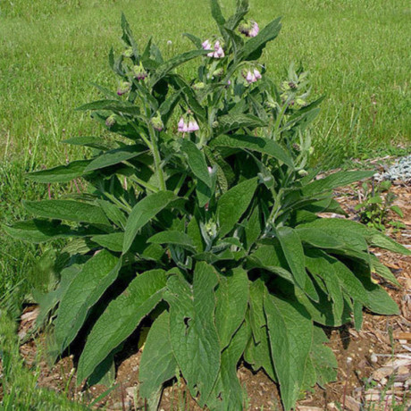 A handsome comfrey plant working in the garden.