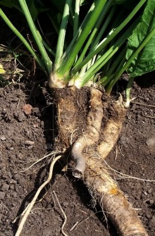 Horseradish: the root is edible and medicinal, and the leaves are a spicy treat!