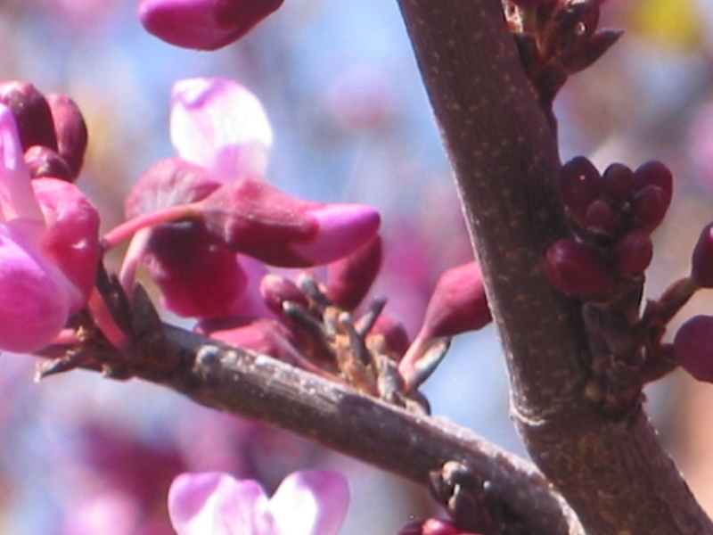 California redbud trees offer beautiful spring flowers which are edible, lovely fall color, and are nitrogen-fixers as well!
