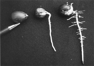 Three day's difference in germinating acorns. Talk about taproot! Image from www.landscapeonline.com.