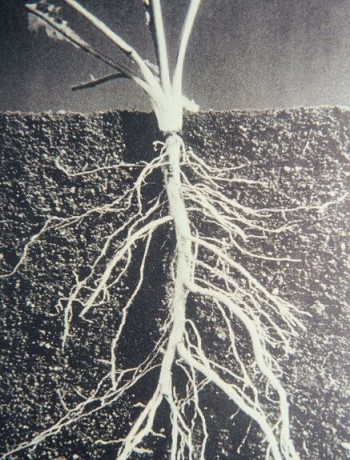 The beauteous taproot.