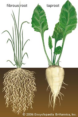 Fiberous roots hold soils together, and taproots dig.