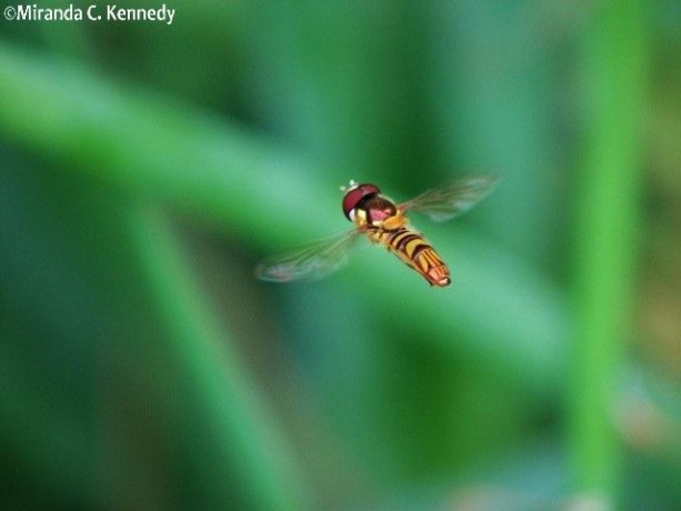 Hoverflies (Family Syrphidae) are one of our best pollinators.