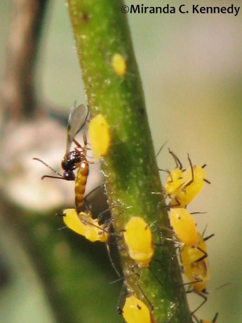 "This photo is of a minute parasitoid wasp (likely Lysiphlebus testaceipes) which preys on aphids. The aphids here are Oleander Aphids (Aphis nerii), which infest our milkweed bushes." Miranda Kennedy