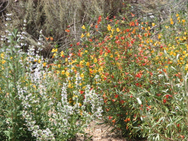 California native sage and penstemon make great insectiaries.