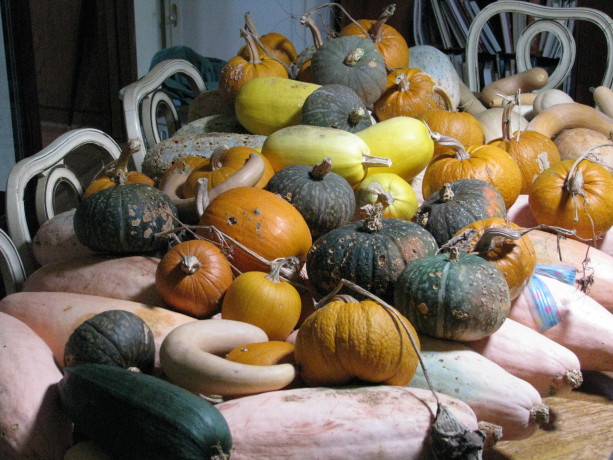 Our varieties of squash several years ago.