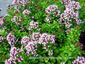 Oregano doesn't spread as much as other mints do, and can be kept in check by harvesting. Look closely at the blooms in summer and you'll see lots of very tiny insects pollinating!