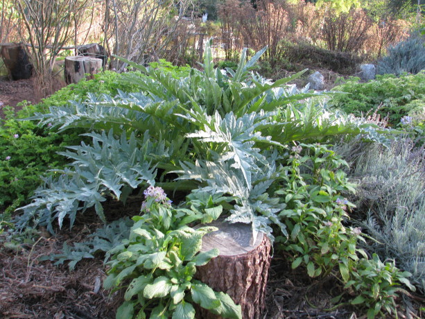 Artichokes are mining plants, but also have a low enough profile to be a groundcover plant. They make excellent chop-and-drop