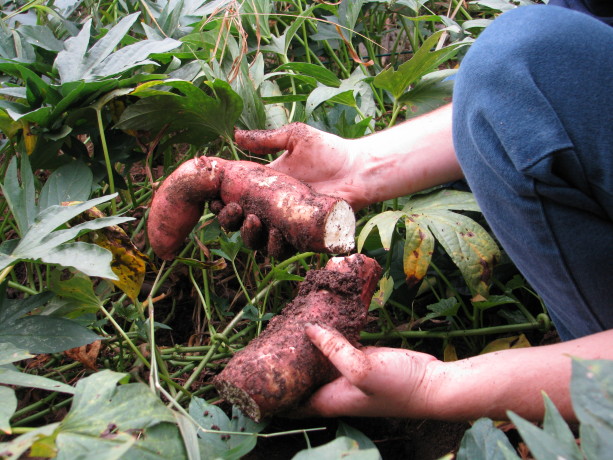 Sweet potatoes and yams make fantastic ground covers. The leaves are edible. Some root in one place, and some spread tubers over a larger area, so choose what is appropriate for digging up your harvest in your guild. They will die of frost.