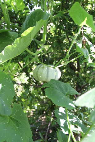 Pipian from Tuxpan squash supported by a plum and a pepper tree.