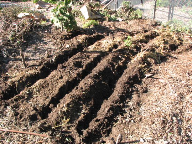Permaculture in rows. Pretty nice soil, which had been silt from the street a couple of years ago, mixed with chicken straw, topped with leaves. No chemicals!
