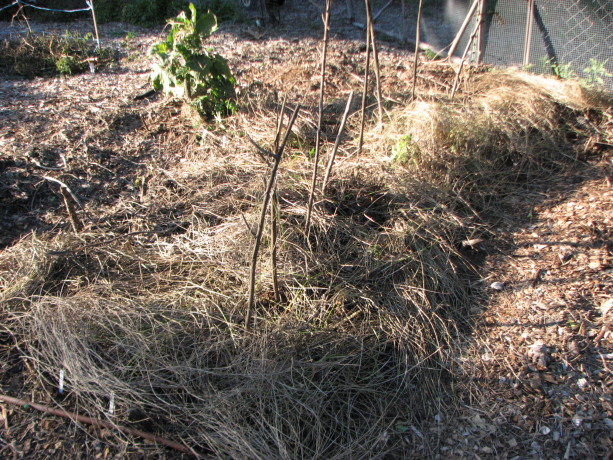 The finished bed topped with dead pond weeds (which don't have seeds that will grow on dry land!). The sticks are to steady future bush peas.