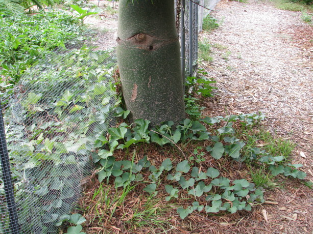 Sweet potatoes make a great ground cover. Choose varieties that produce tubers directly under the plant rather than all along the stems so that you don't have to dig up your whole guild to harvest.