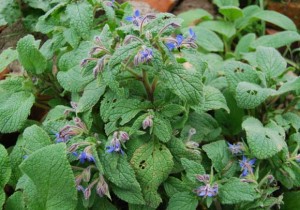 Borage is edible, medicinal, lovely and reseeds.