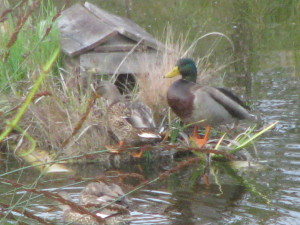 The Mallards checking out the duck island.