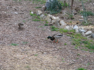 Mrs. Mallard leading her mate all over the property as he protects her.