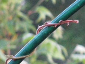 Will the plant twine on its own?