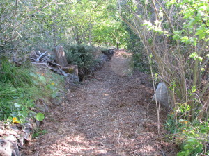 Mulching over the top makes the pathway even and still functional for rain catchment.