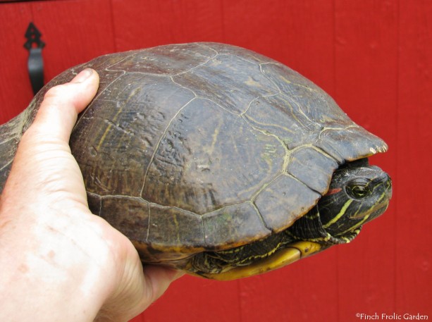 Red-eared Slider