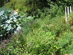 A merry mixture of vegetables, herbs and flowers in a mature bed.