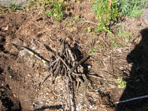By burying sticks in planting holes you are helping feed the soil and hold water.