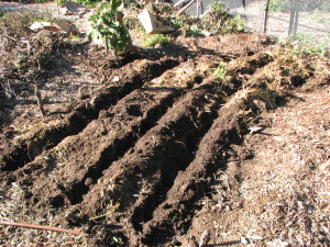 We disturb the soil as little as possible, and pull the soil back for potatoes.