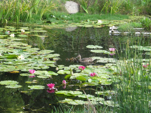 Mrs. Mallard returned today, introducing her very young ducklings to our pond!