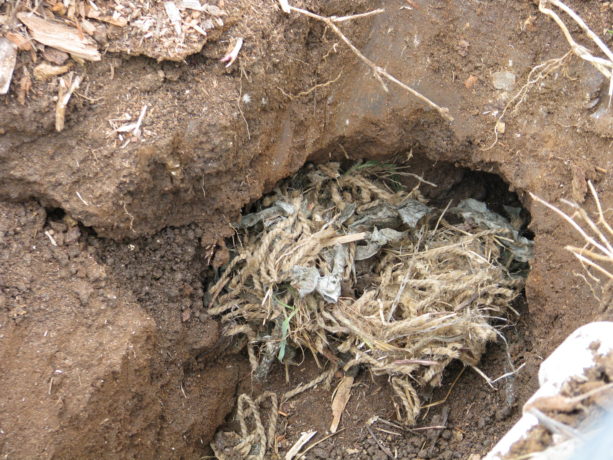 Gopher nesting material about nine inches under the ground. This is in such hard dirt that I have to use a pick on it.