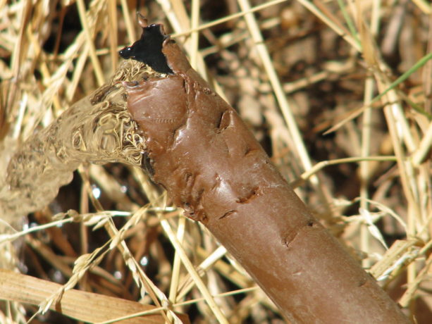 Coyotes and many other animals find flexible pipe so fun to chew.