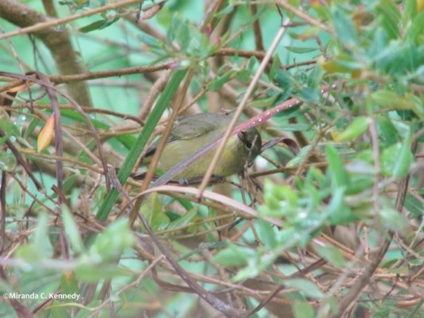 bird, integrated pest management, orange-crowned warbler