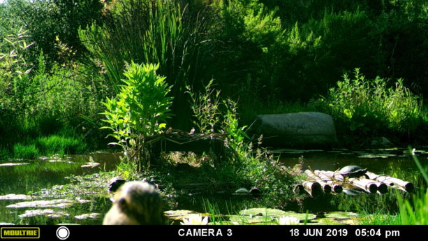 Wildlife game camera shot captures Mallard duck hen head on permaculture nature pond.