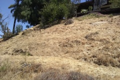 Erosion-Control-Slope-Before