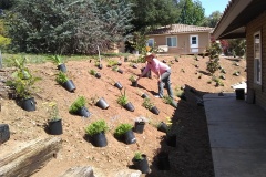 Flower-Garden-Driveway-During