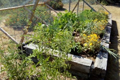 Veggie-Bed-Rehab-After
