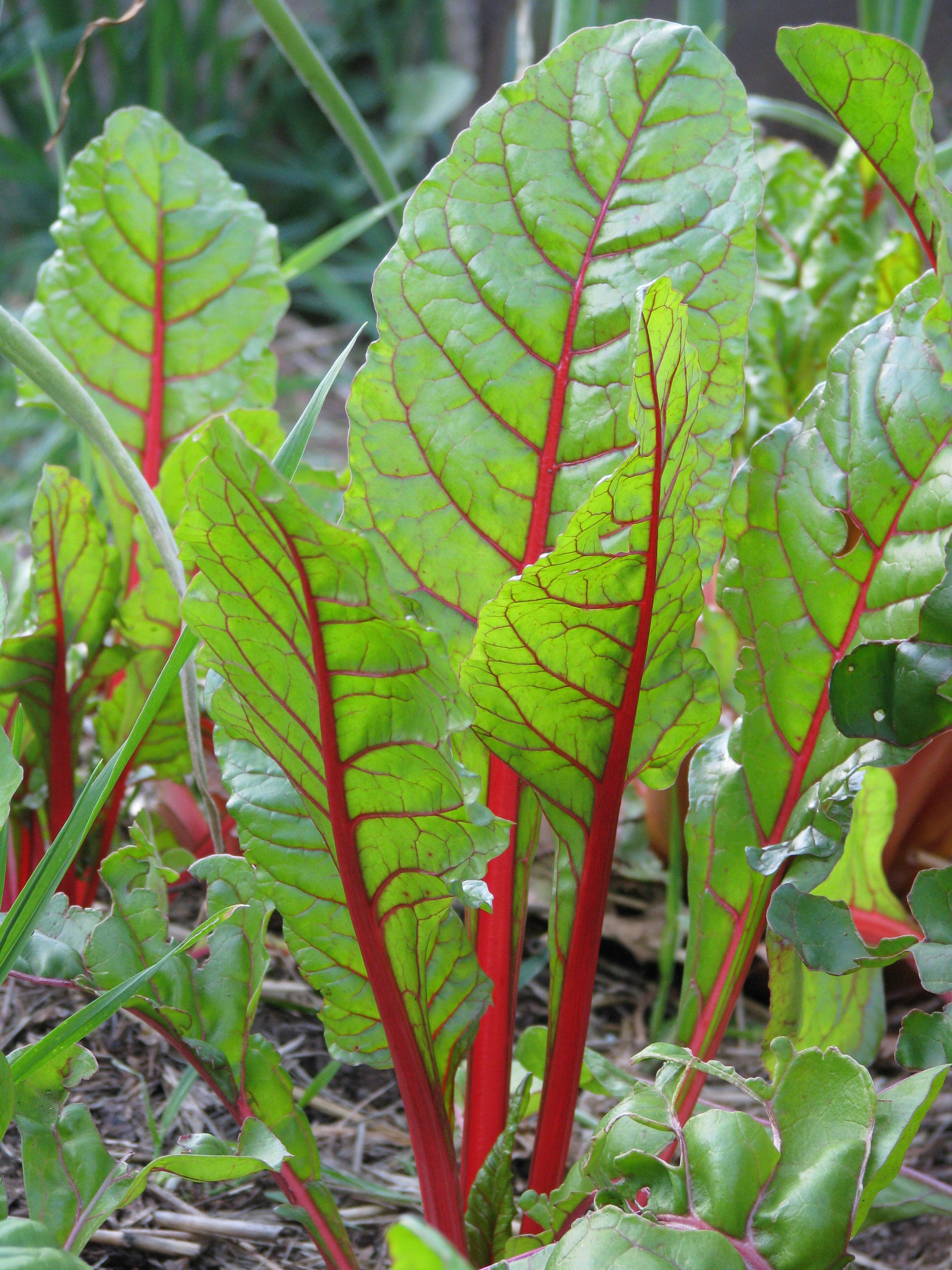 Plant with red stem on sale and green leaves