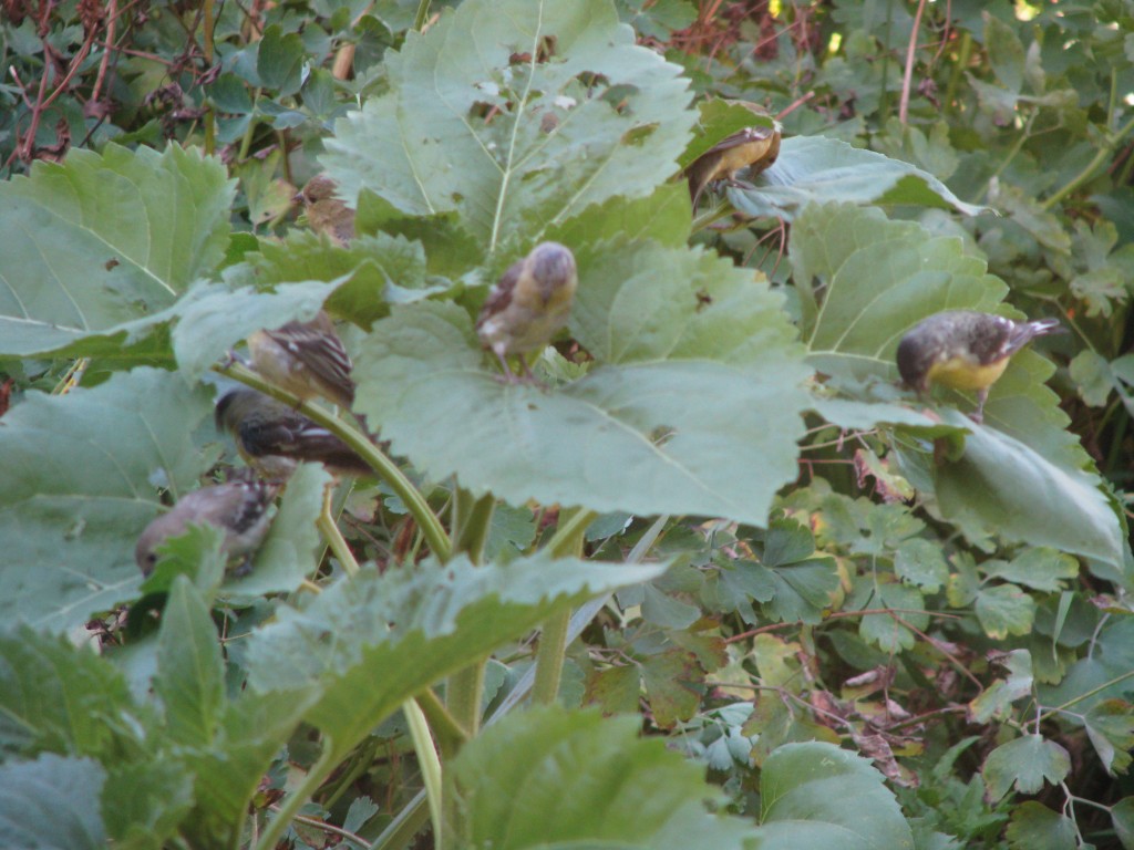 Finches Eat Sunflower Leaves Finch Frolic Garden Permaculture