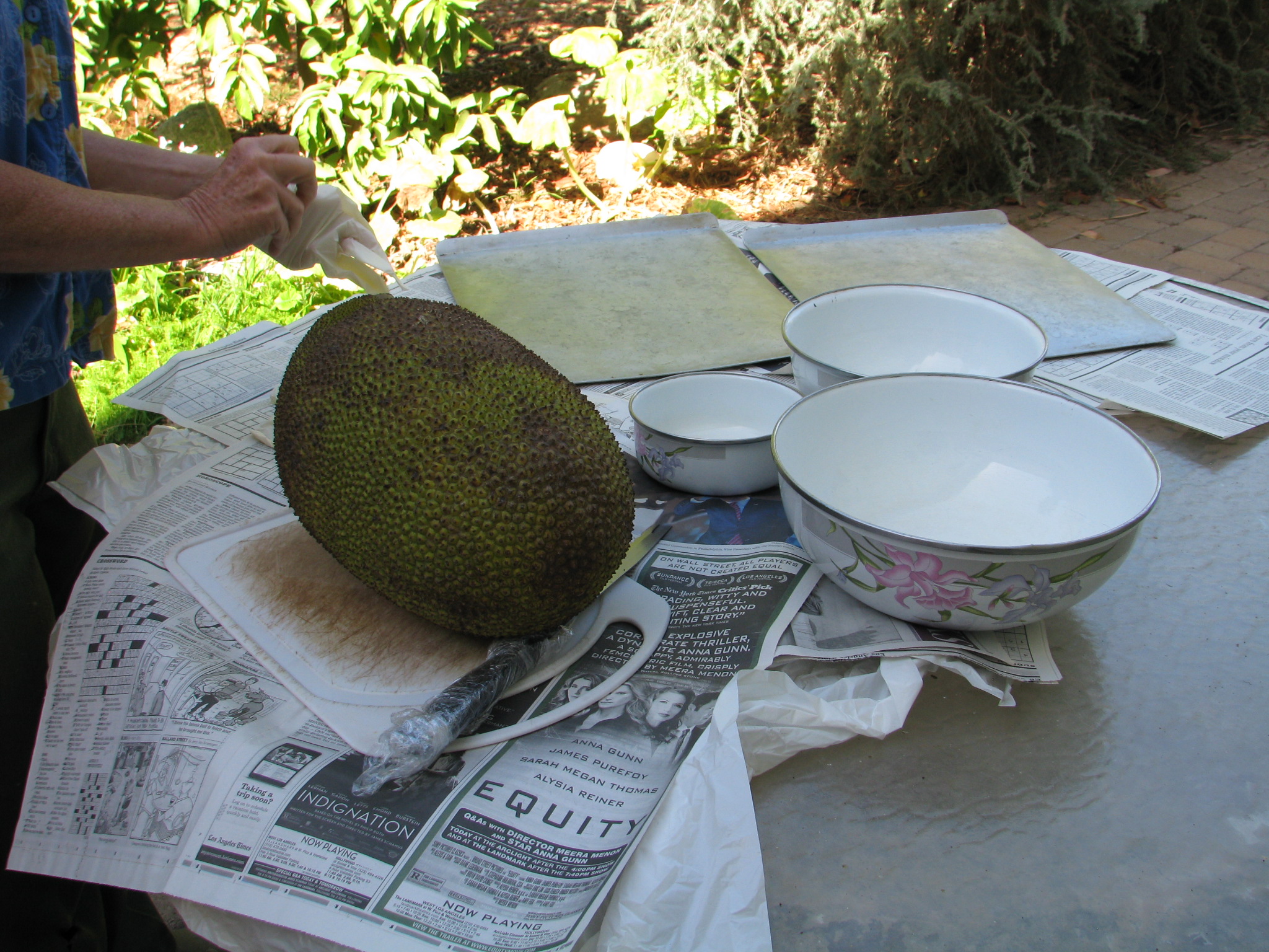 Astonishing! The Largest Ever Red-Mustached Fruit Population!