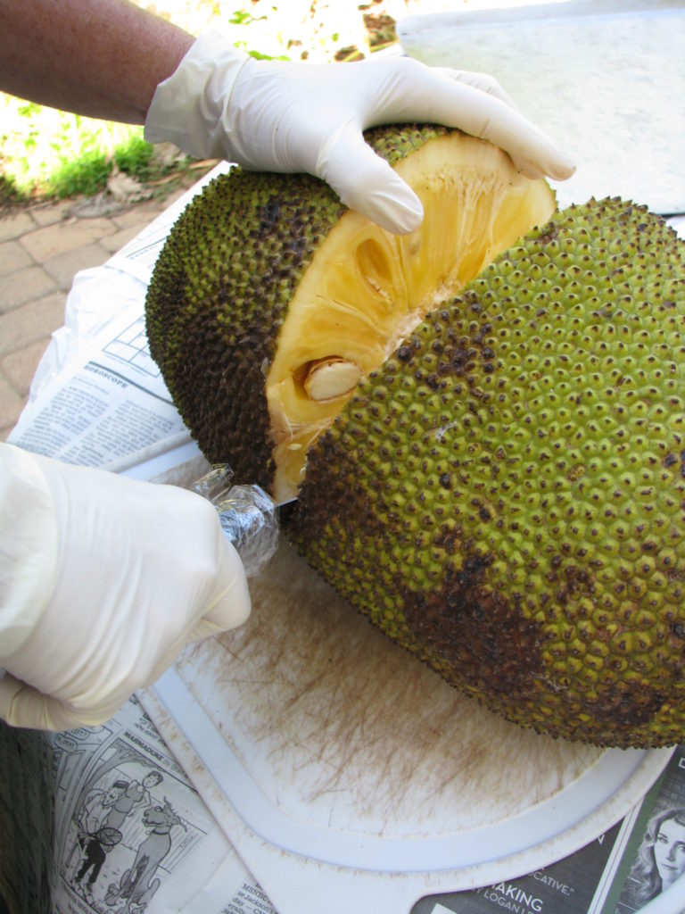 Jackfruit The Largest Fruit in the World Finch Frolic Garden