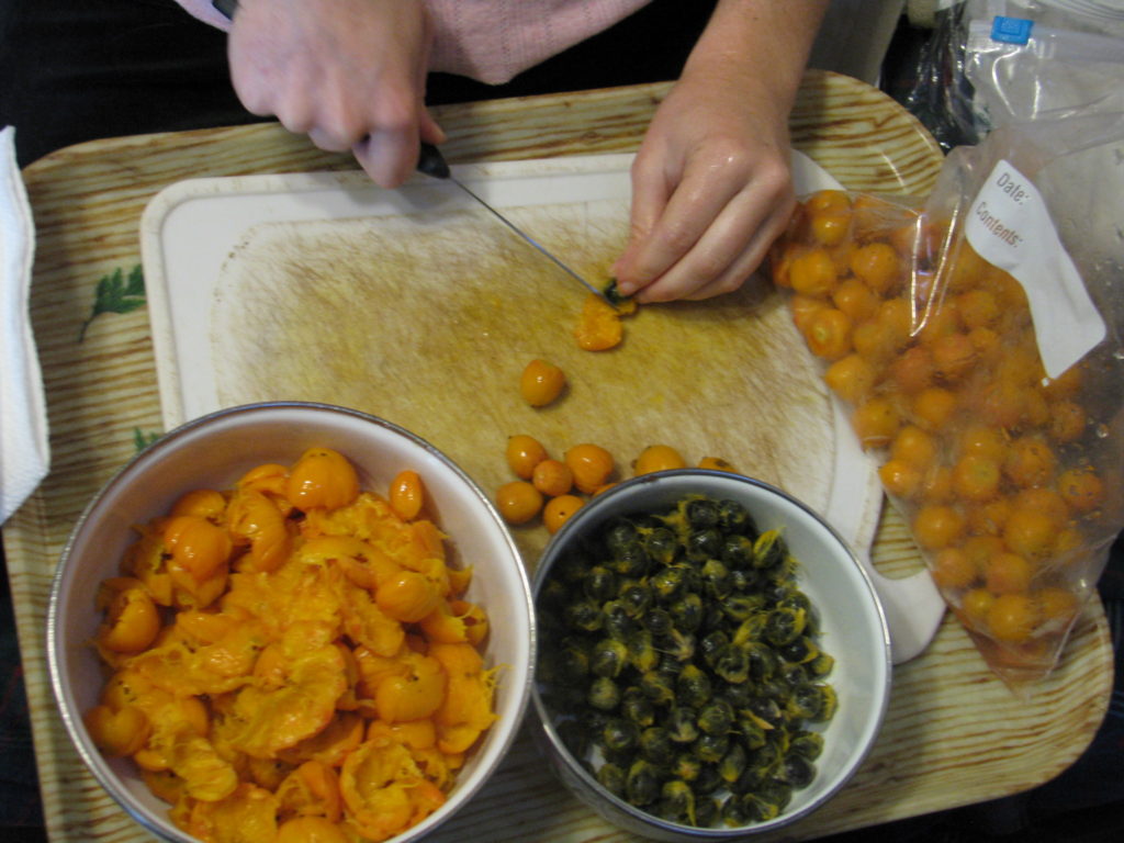 Adventures with Fruit Pindo (Jelly) Palms Finch Frolic Garden