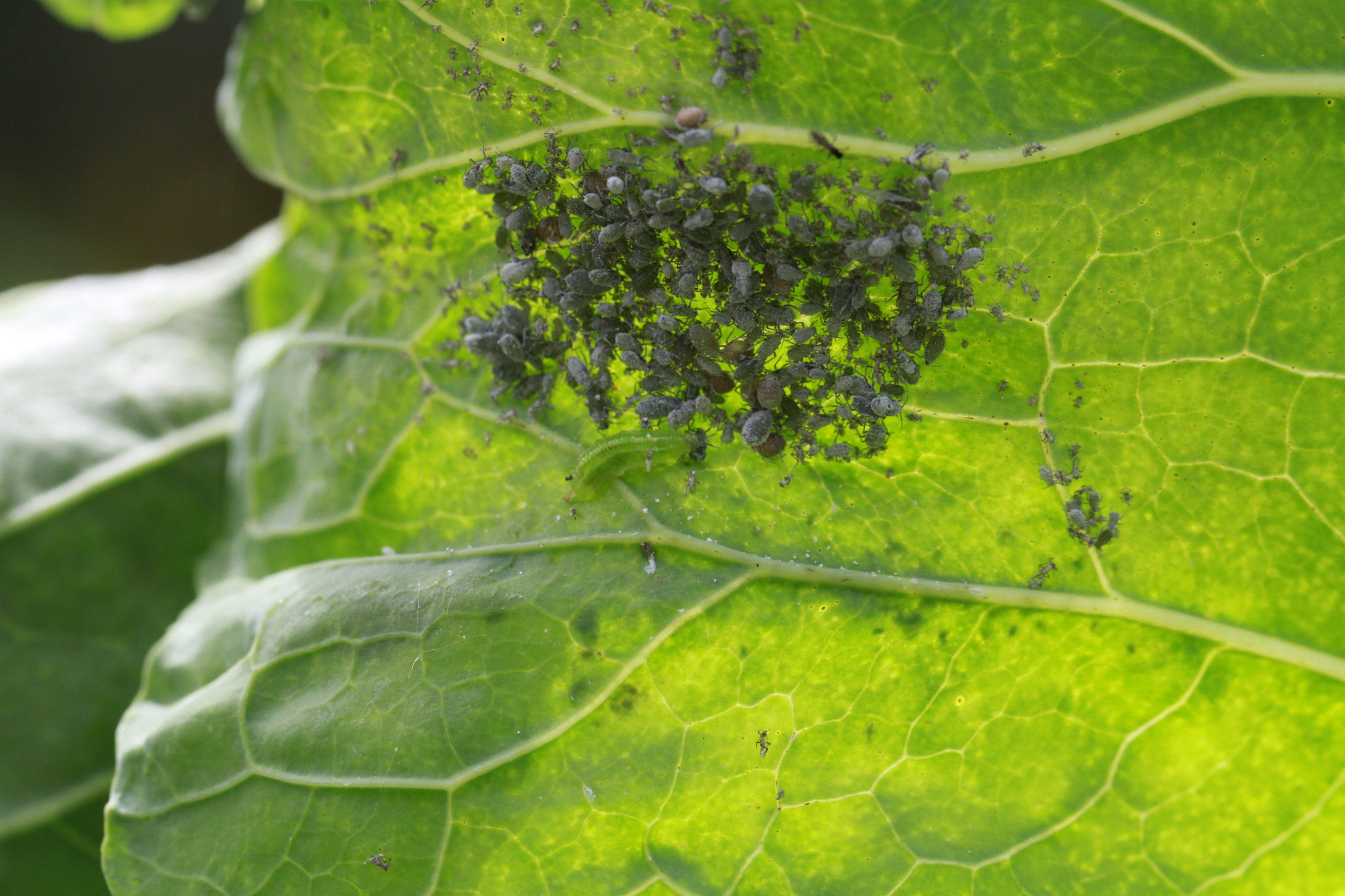 Aphid Predators II Finch Frolic Garden Permaculture