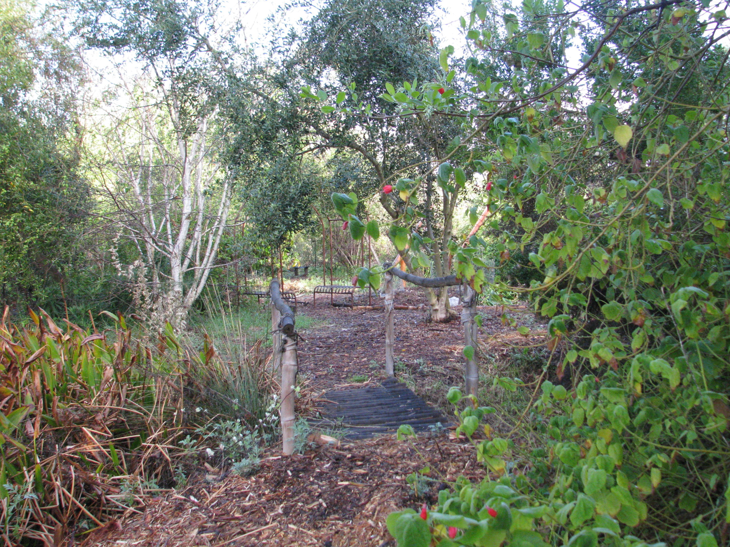 A Zero Irrigation Garden – Finch Frolic Garden Permaculture