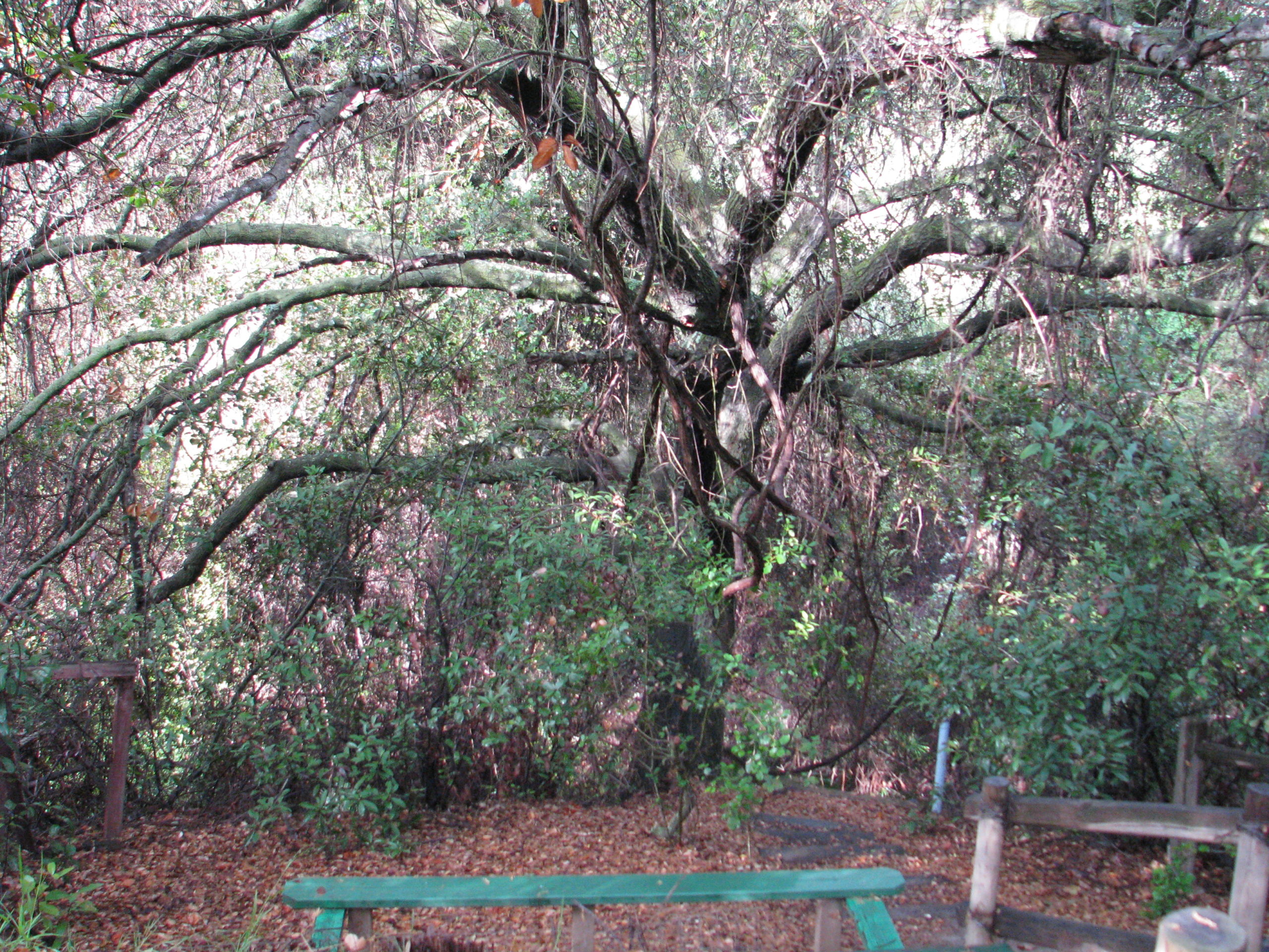 A Zero Irrigation Garden – Finch Frolic Garden Permaculture